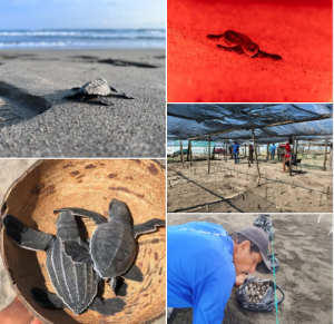 Nacen las primeras crías de tortuga marina tras el paso de los huracanes en costas michoacanas